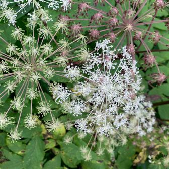 線香花火みたいで好き🎇