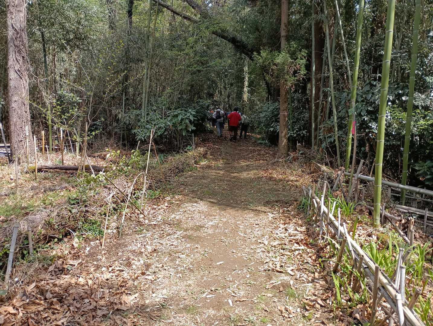 竹林通過
