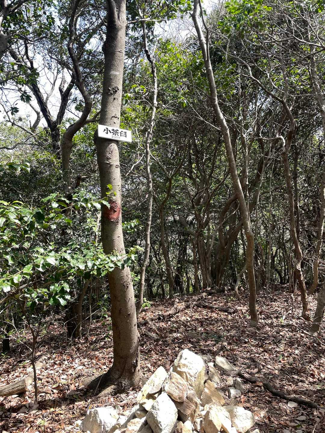 小茶臼 往復コースの写真
