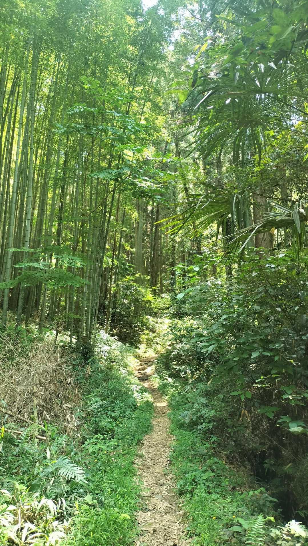 頂上まで短いですがずっとそれなりの登りが続きます💦💦