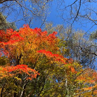 赤い紅葉🍁
青空に良く映えます😊