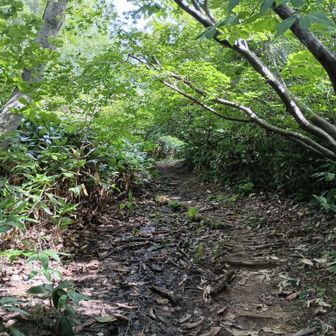 木のトンネル。とか言ってたら赤兀山のピーク逃す。帰りも拾えずｗ