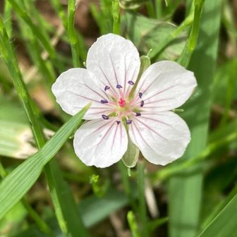 ゲンノショウコが咲き始めた