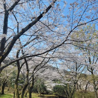 公園は桜の名所みたい。

ものすごく背の高い桜の木でした🌸
なんだろう？