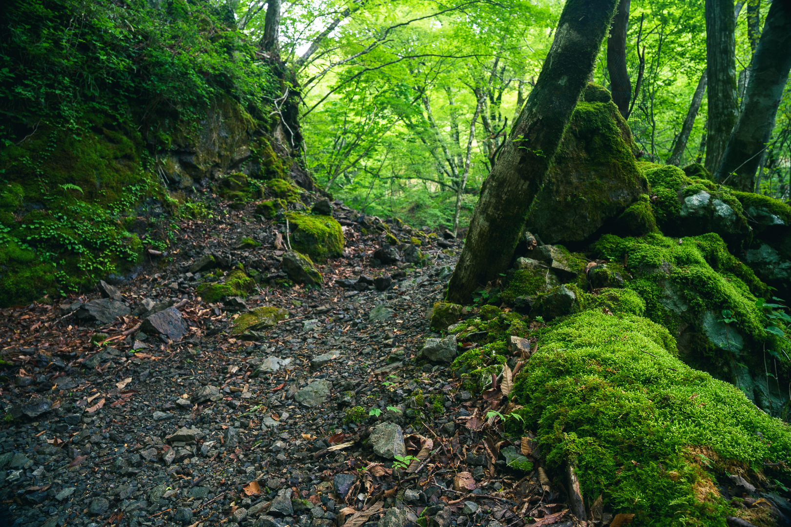 登山道沿いのコケも青々としています✨