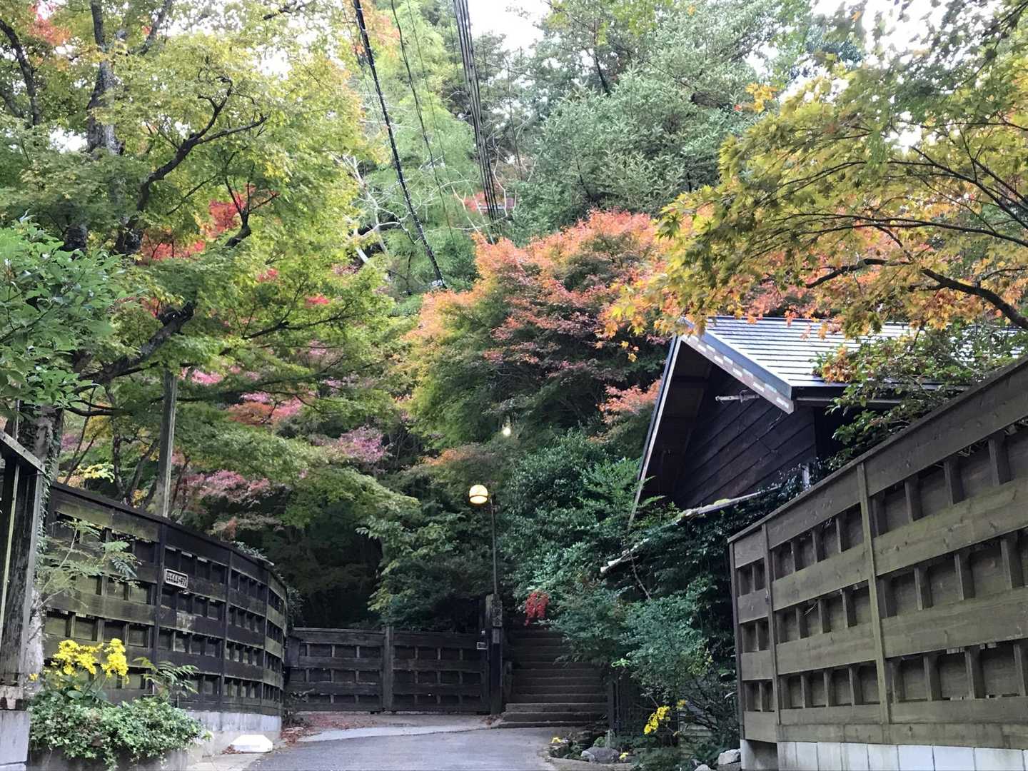 はなれ家
グラデーション付きの良い色合い🍁