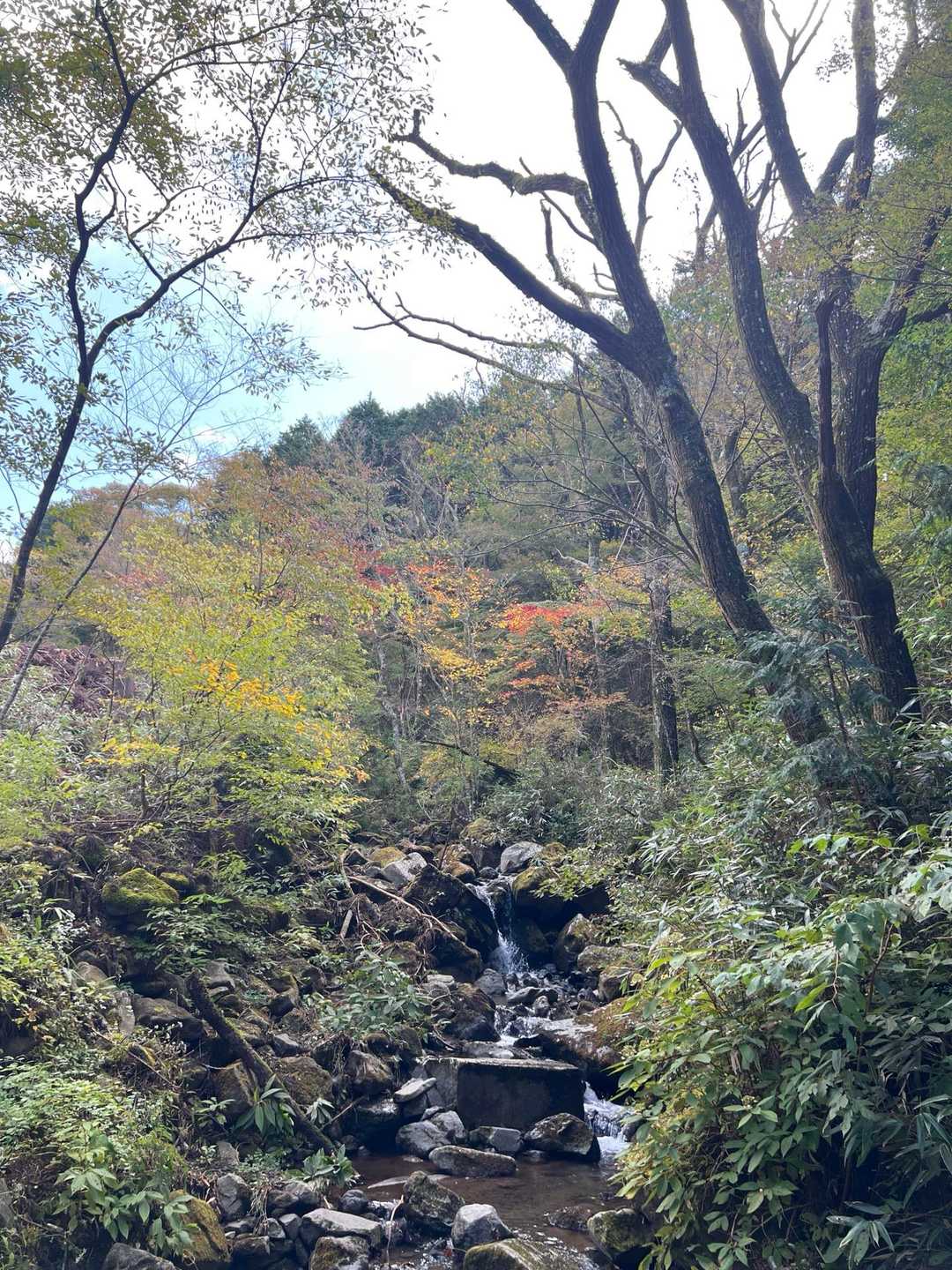 乙女駐車場-乙女峠-長尾山-金時山 往復コースの写真