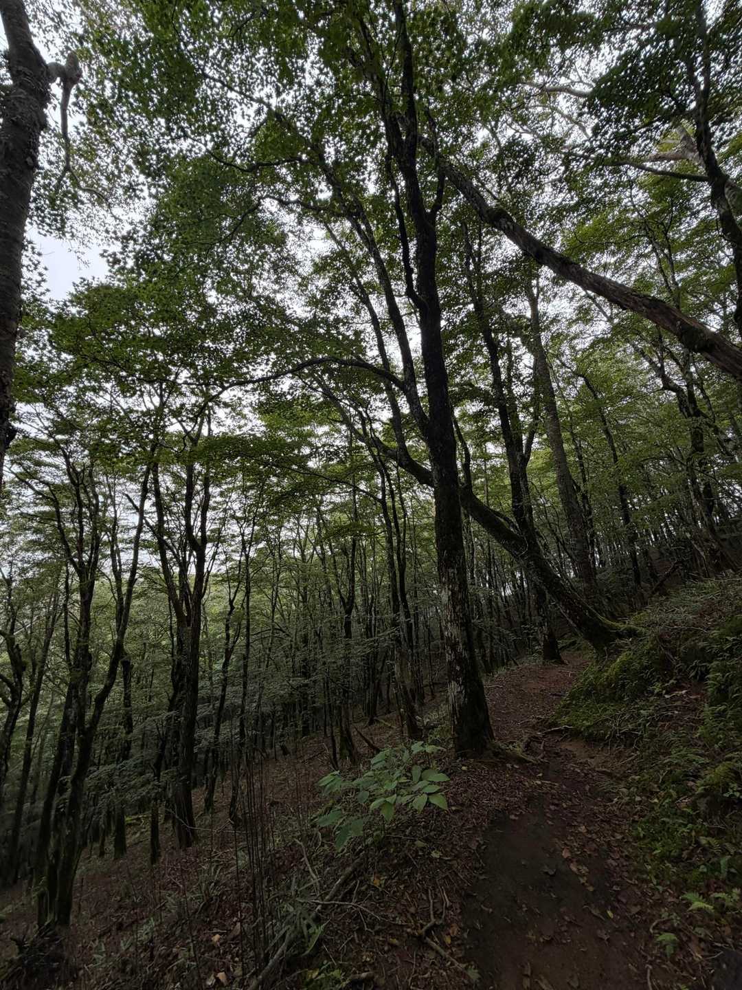 大蔵高丸（湯の沢峠）の写真
