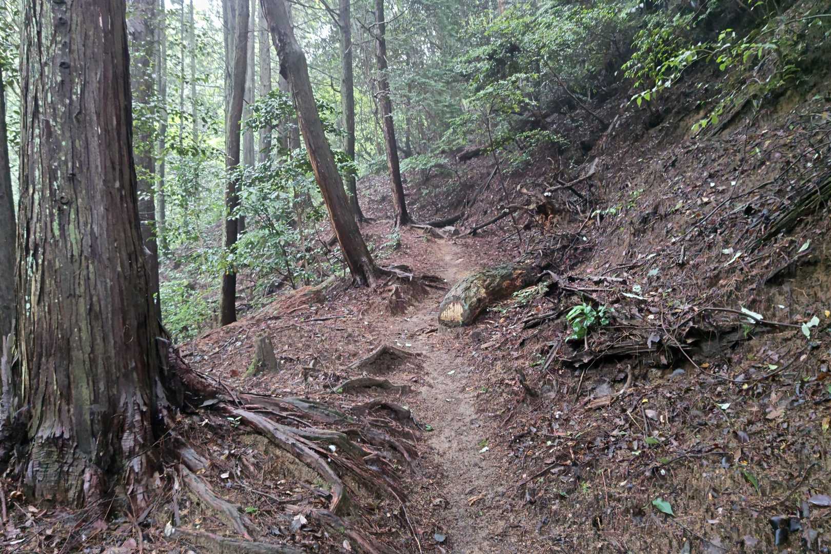 極楽寺山-極楽寺 往復コースの写真
