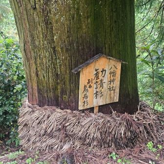 勧進杉
リーダーが祭りの時に云々と説明してくれたが、忘れました