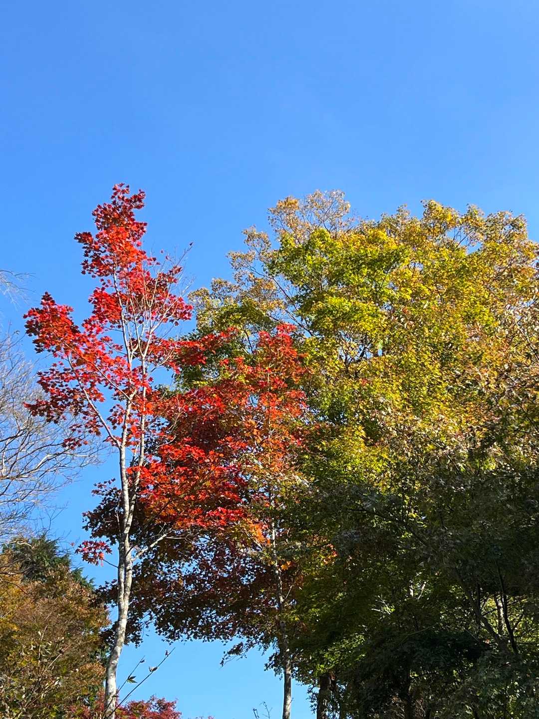 所々の紅葉🍁