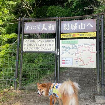 マギ)ヌ〜シ〜、早くあけておくれ〜