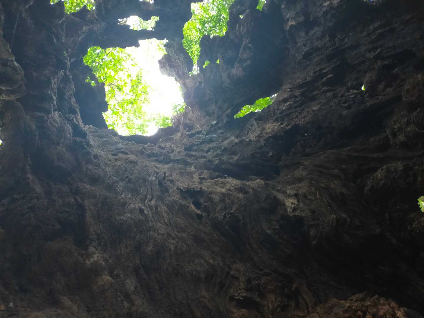 千年樫の木の中から☝️