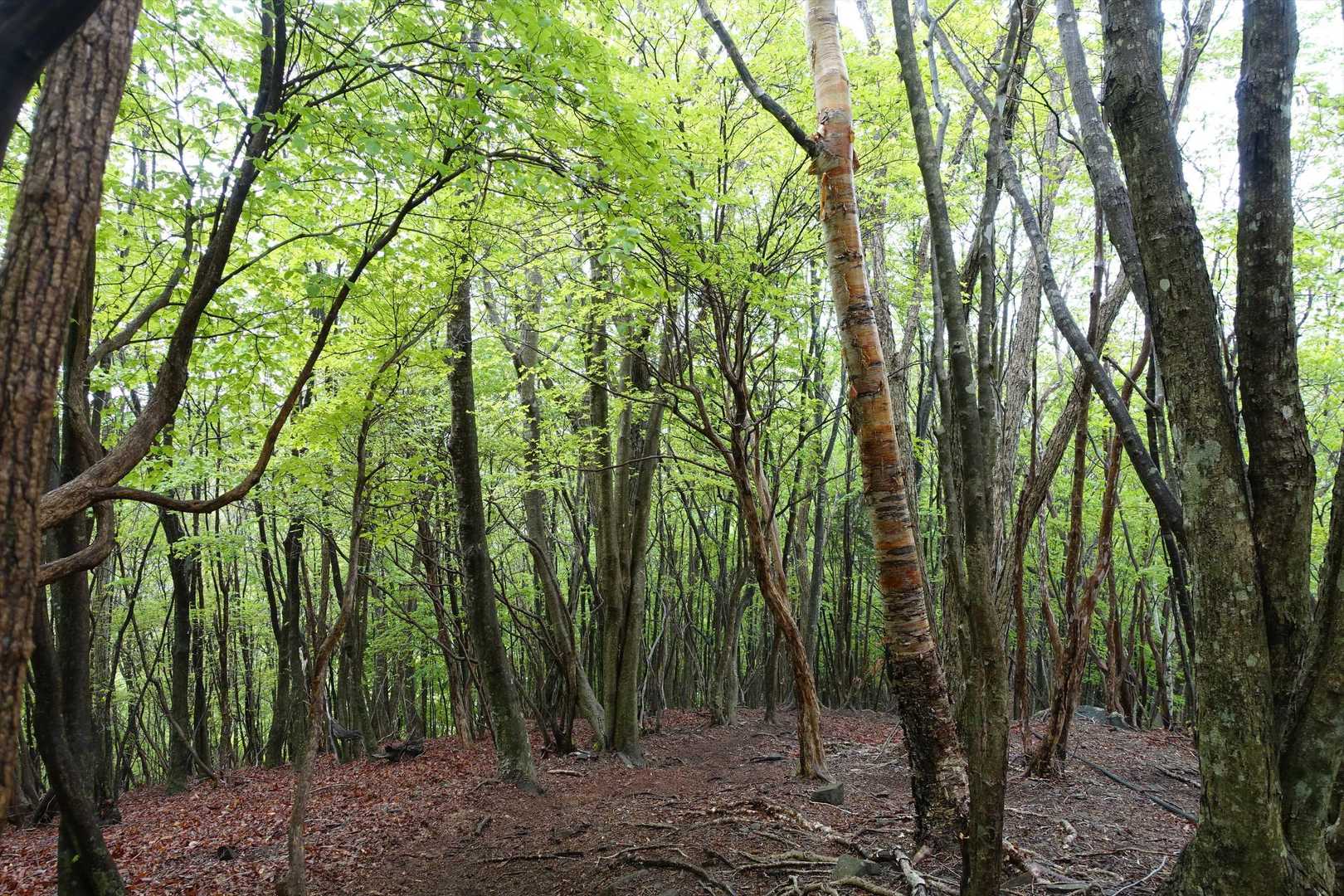折場登山口-小丸山 往復コースの写真