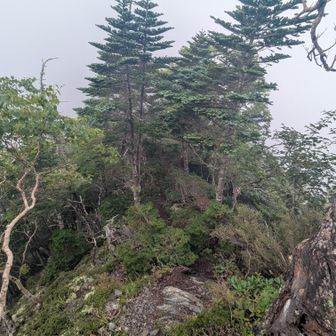 笊ヶ岳に戻ります