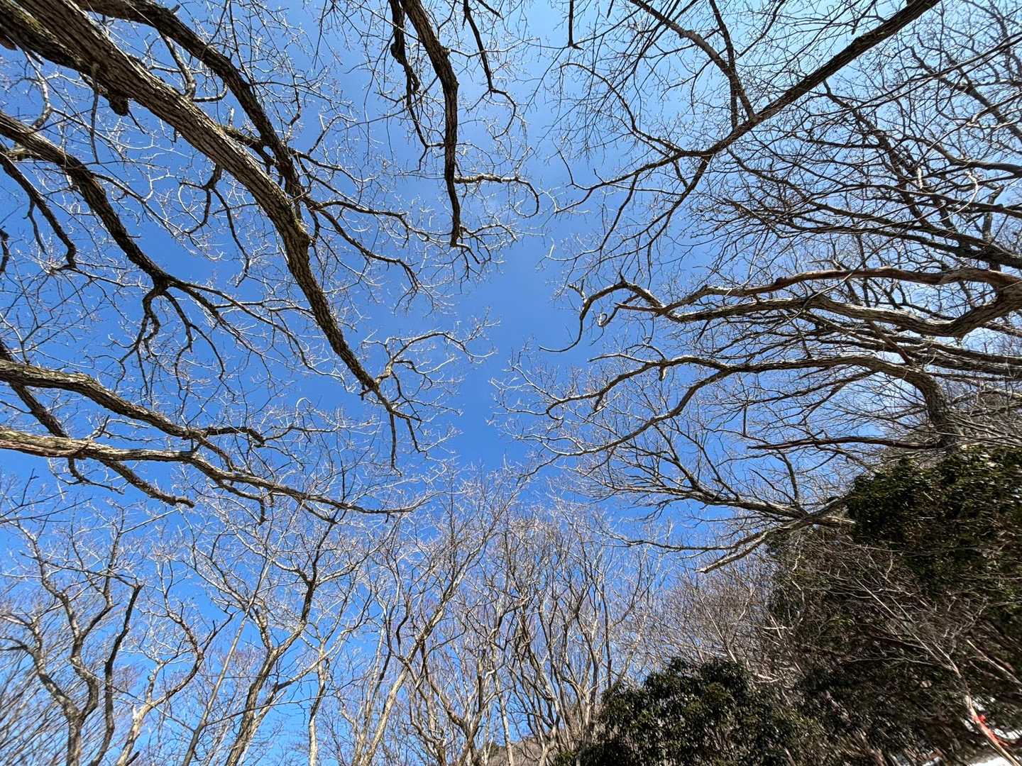 瀬の本登山口-岩井川岳 往復コースの写真
