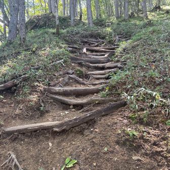 ここはワタシが以前お手伝いしたところ。あれから二年、さらに細かい補修が入ってる。一回直したからといって、それが永続化するわけはないのです。登山道整備はある意味、自然と闘い続ける作業なのです。