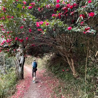 　　たくさーんサザンカ咲いてました🩷