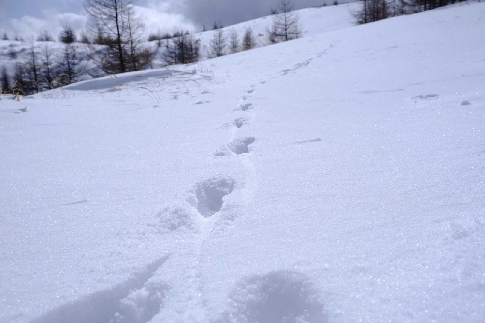 いつも足跡だけ。山でウサギを見たことがない。

この日は下山途中に鹿に見送られました。