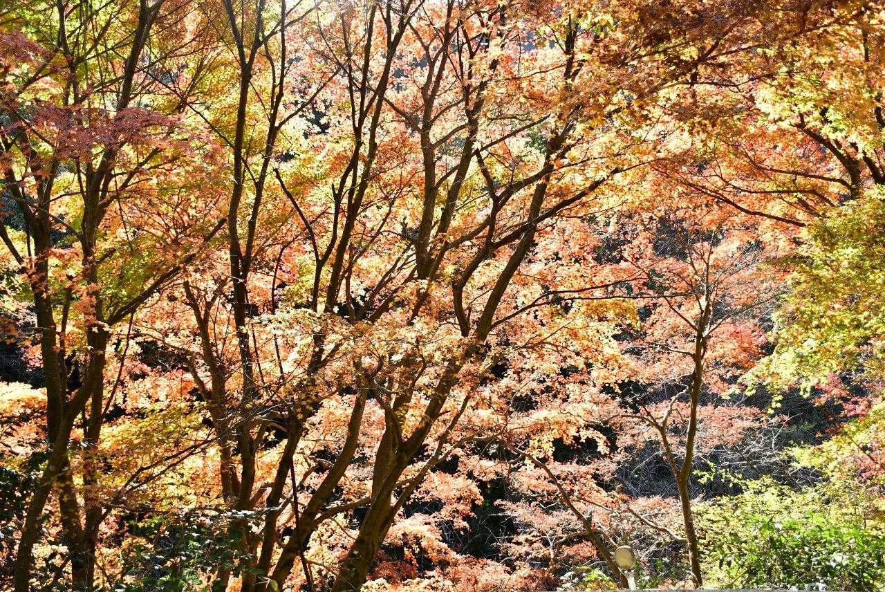 紅葉はもう終わり