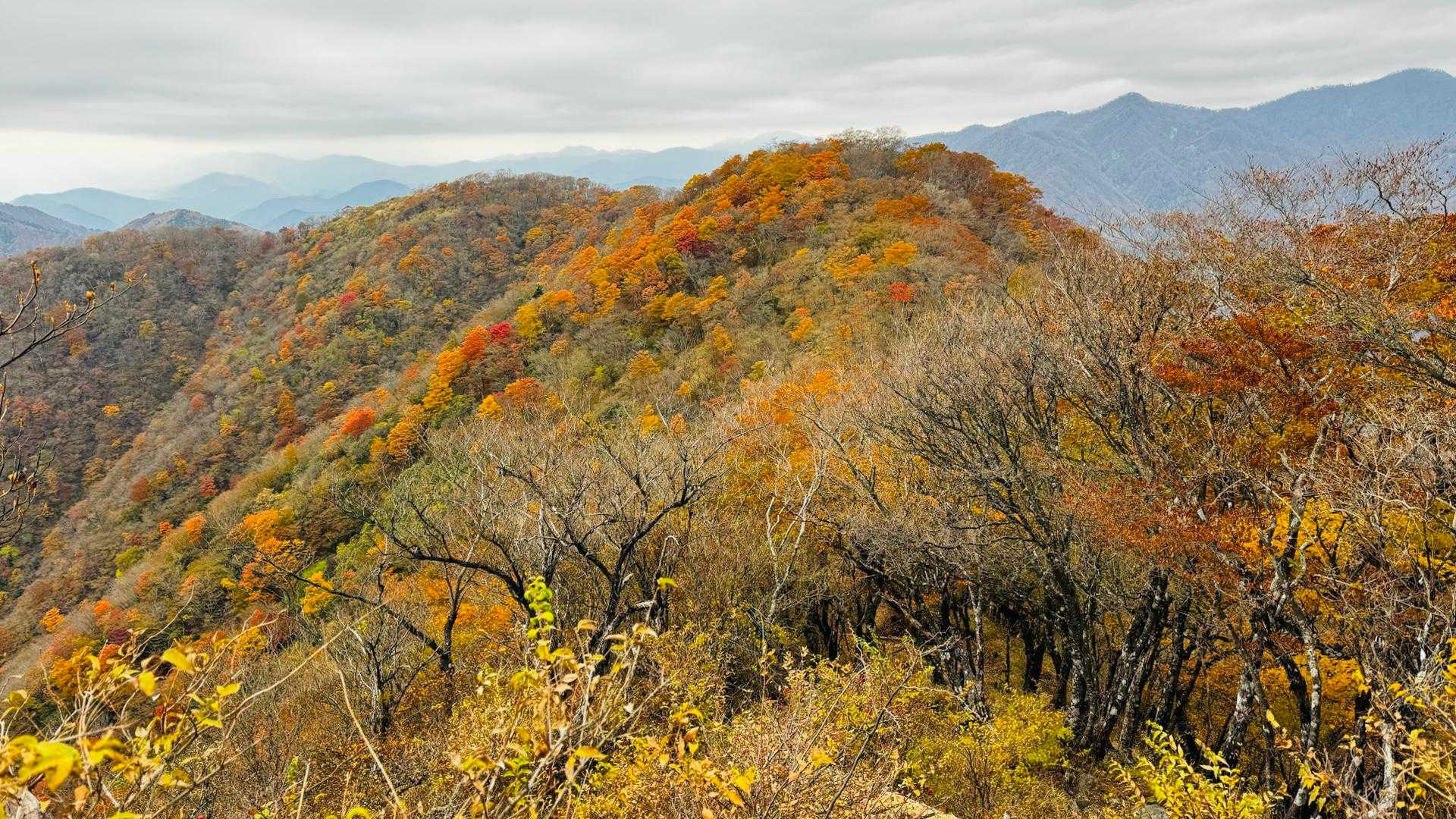 大倉バス停-後沢乗越-鍋割山-小丸-花立ノ頭-堀山-観音茶 周回コースの写真