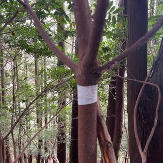 この白テープを辿って下れば