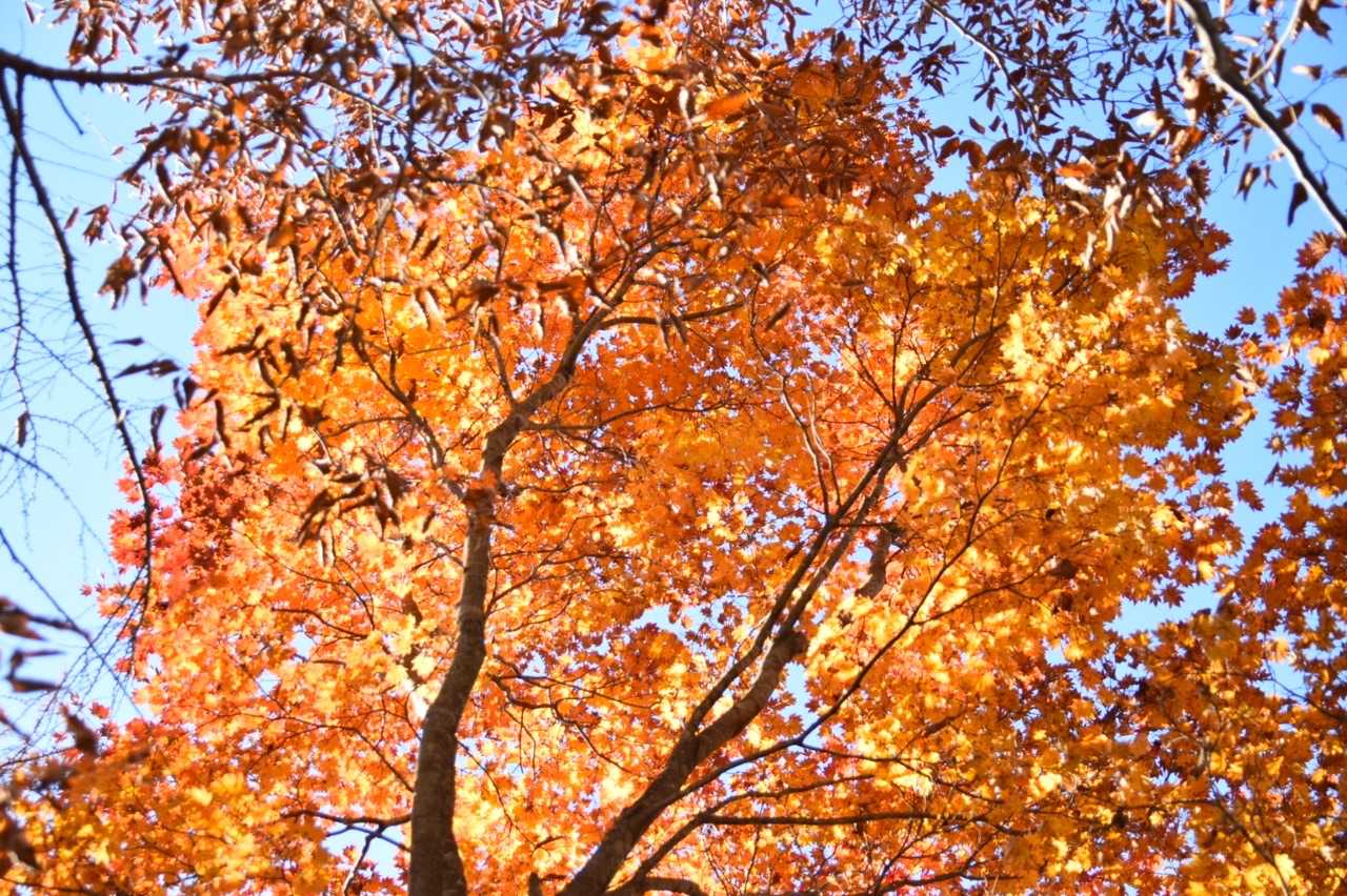 見上げれば🍁🍁🍁眩しい〜