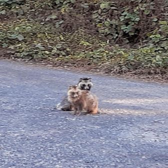 らーじ　ぷりーず