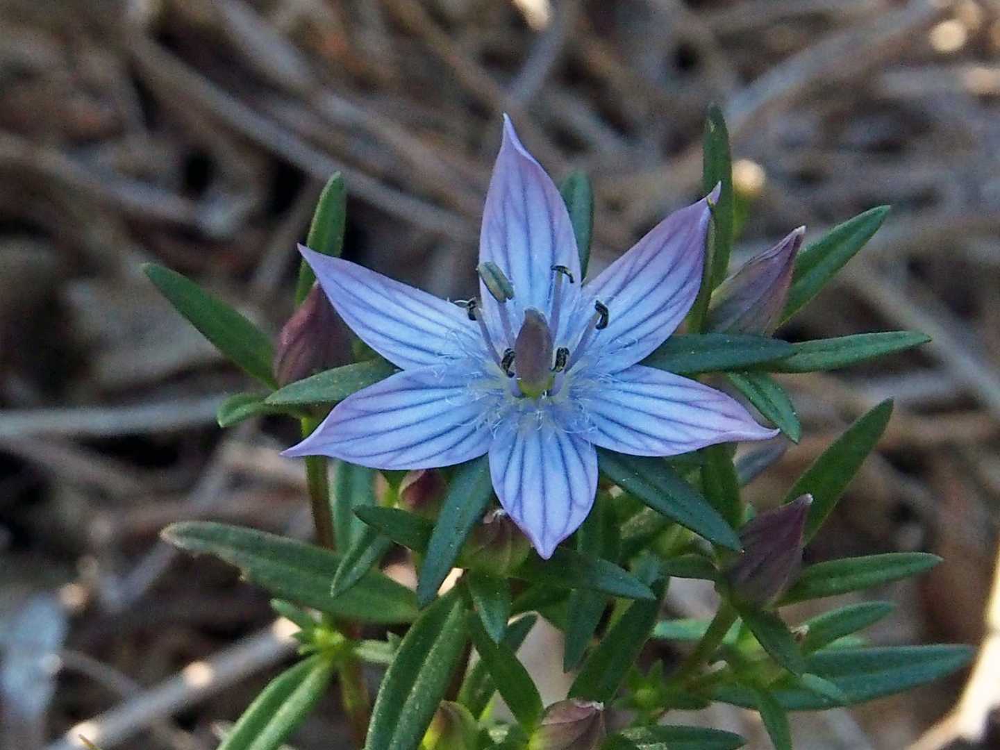 花びらが６枚のものがあった