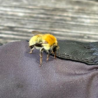 手袋の匂いに誘われて、マルハナバチが近寄ってきました