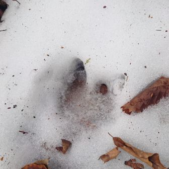 カモシカかなー