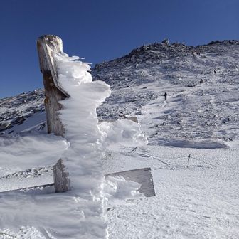 巨大エビのしっぽ🦐