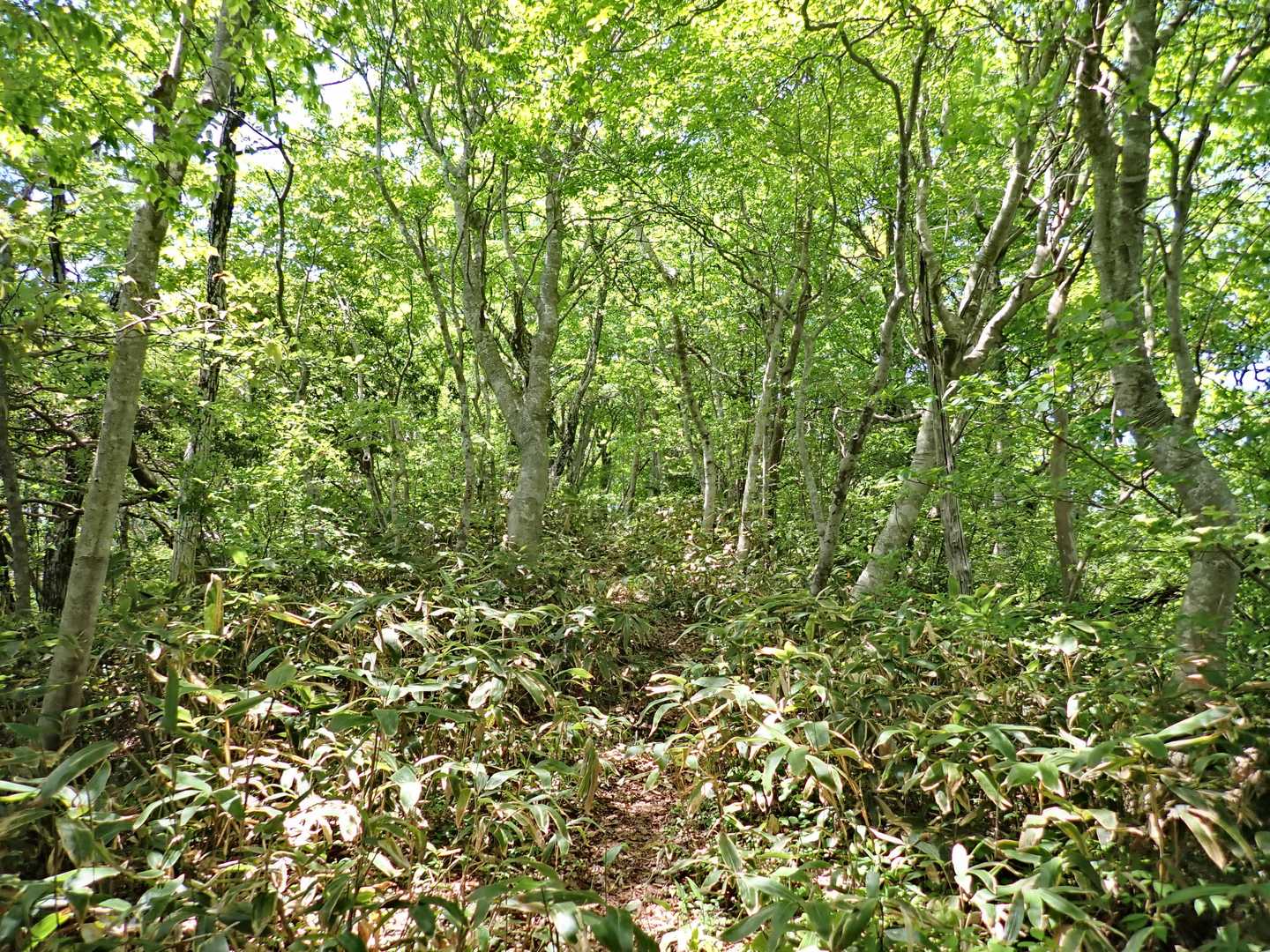 新緑の平坦尾根を進めば、