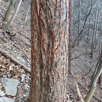 　熊さんの古傷？