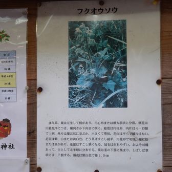 フクオウソウは見当たらず