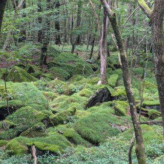 苔の森は八ヶ岳感②
象の鼻から前日光ハイランドロッジに向う道にも苔の森がありました📷