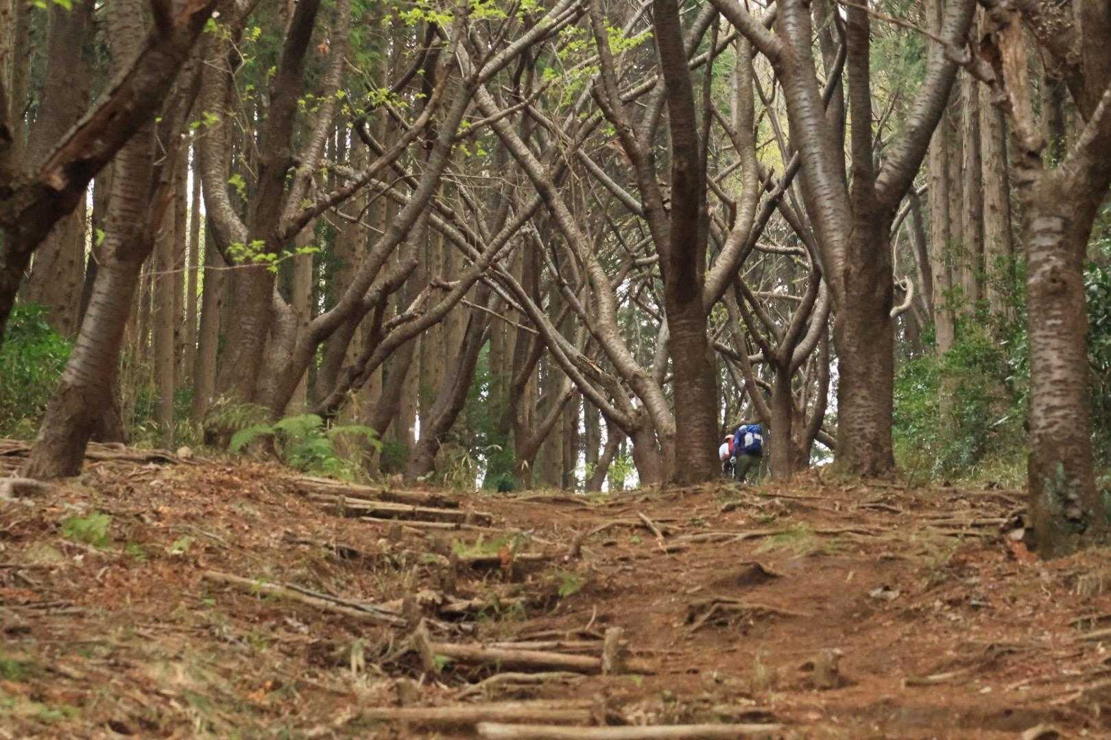 ほぼ直登💦