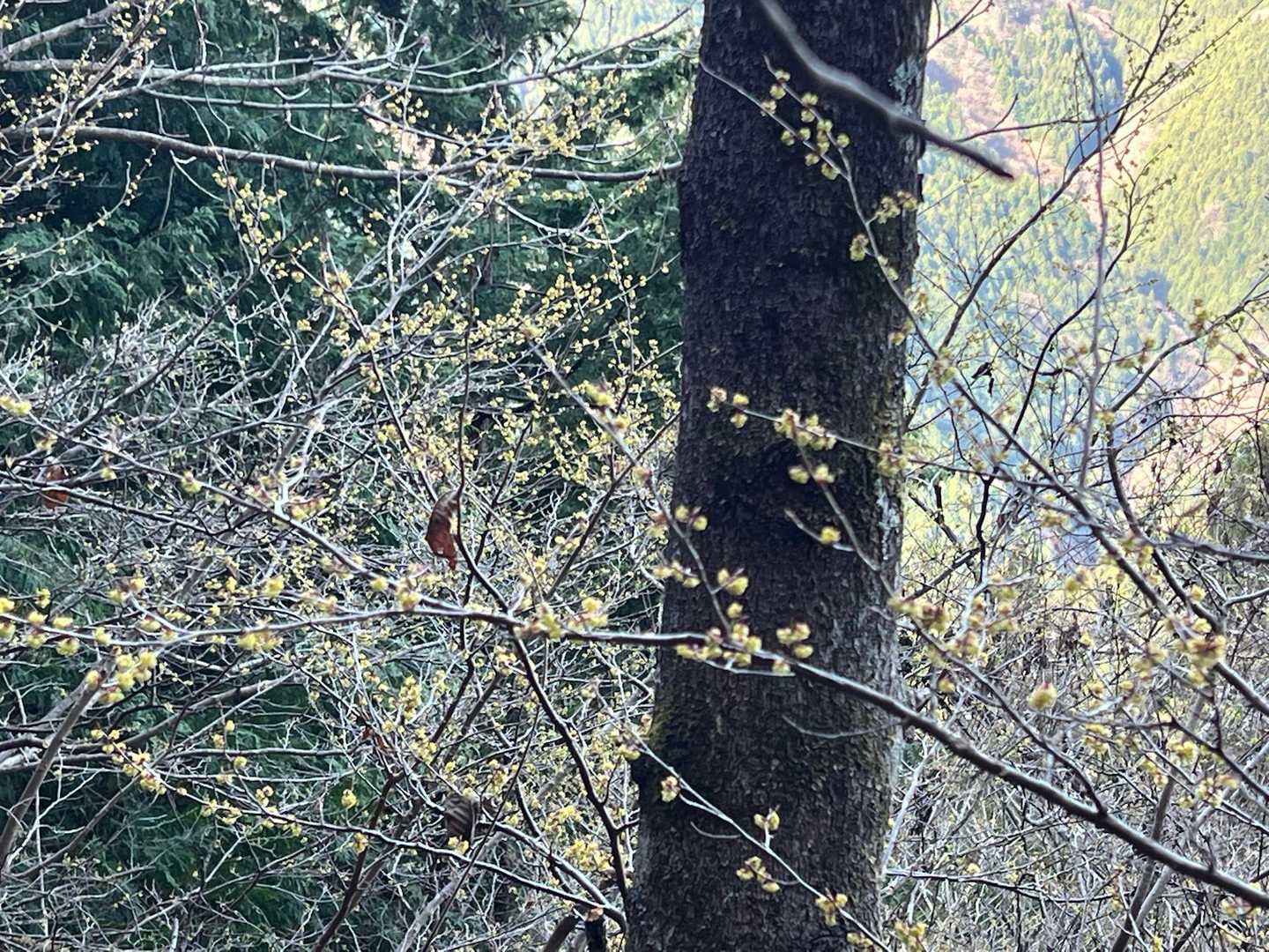 この木ミツマタで合ってるのかな？
小さな花が咲いていてかわええ(*´-`)