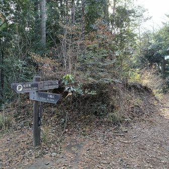 やっと登山路現る