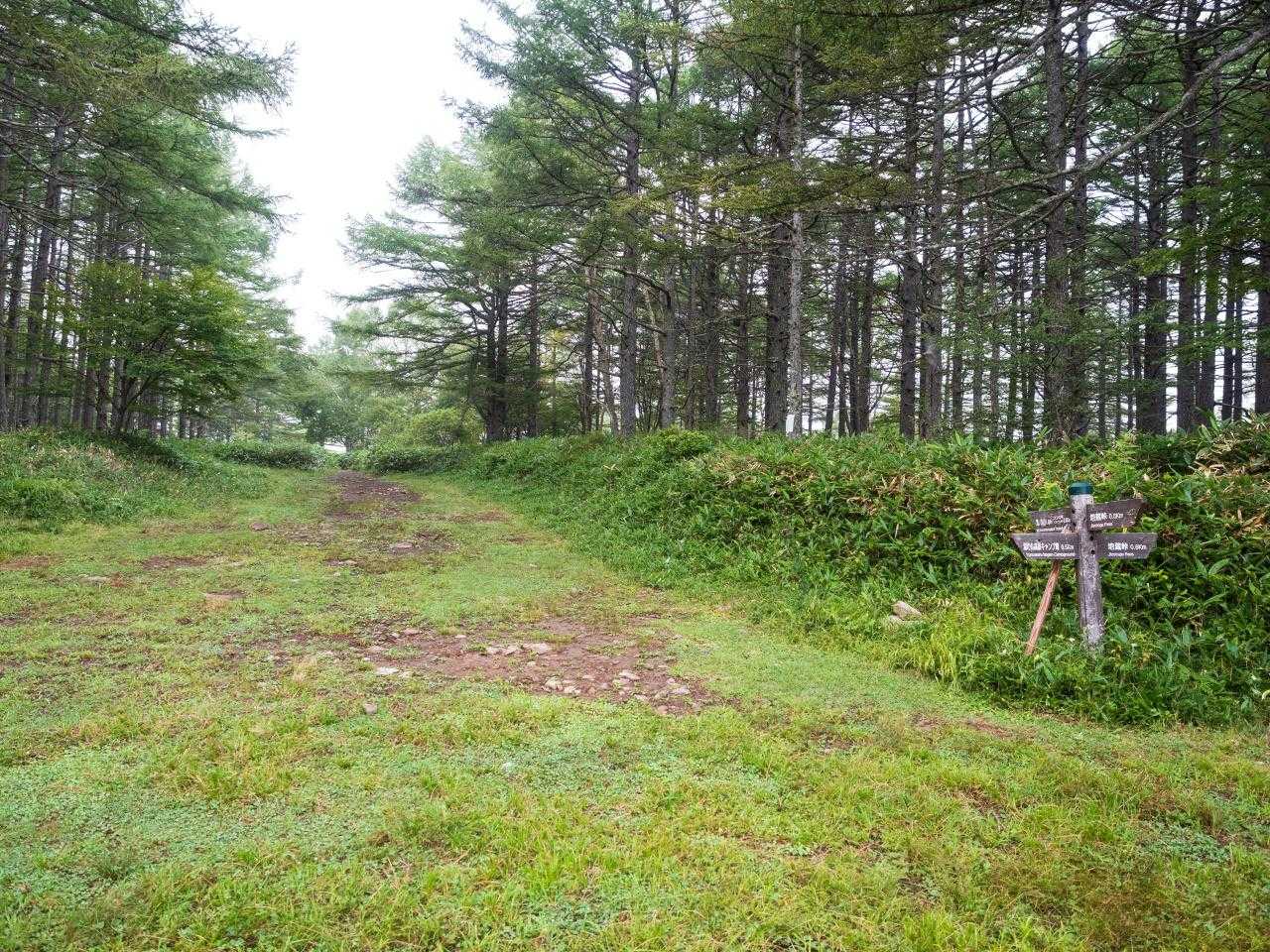 スキー場の上までやってきた。カラマツ林の間を登っていく。