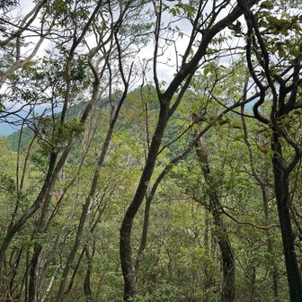 ふと左手を見ると、三郎岳⛰️の姿が😃