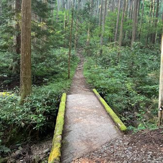 西の谷を登ります。
虫を振り払って登ります。