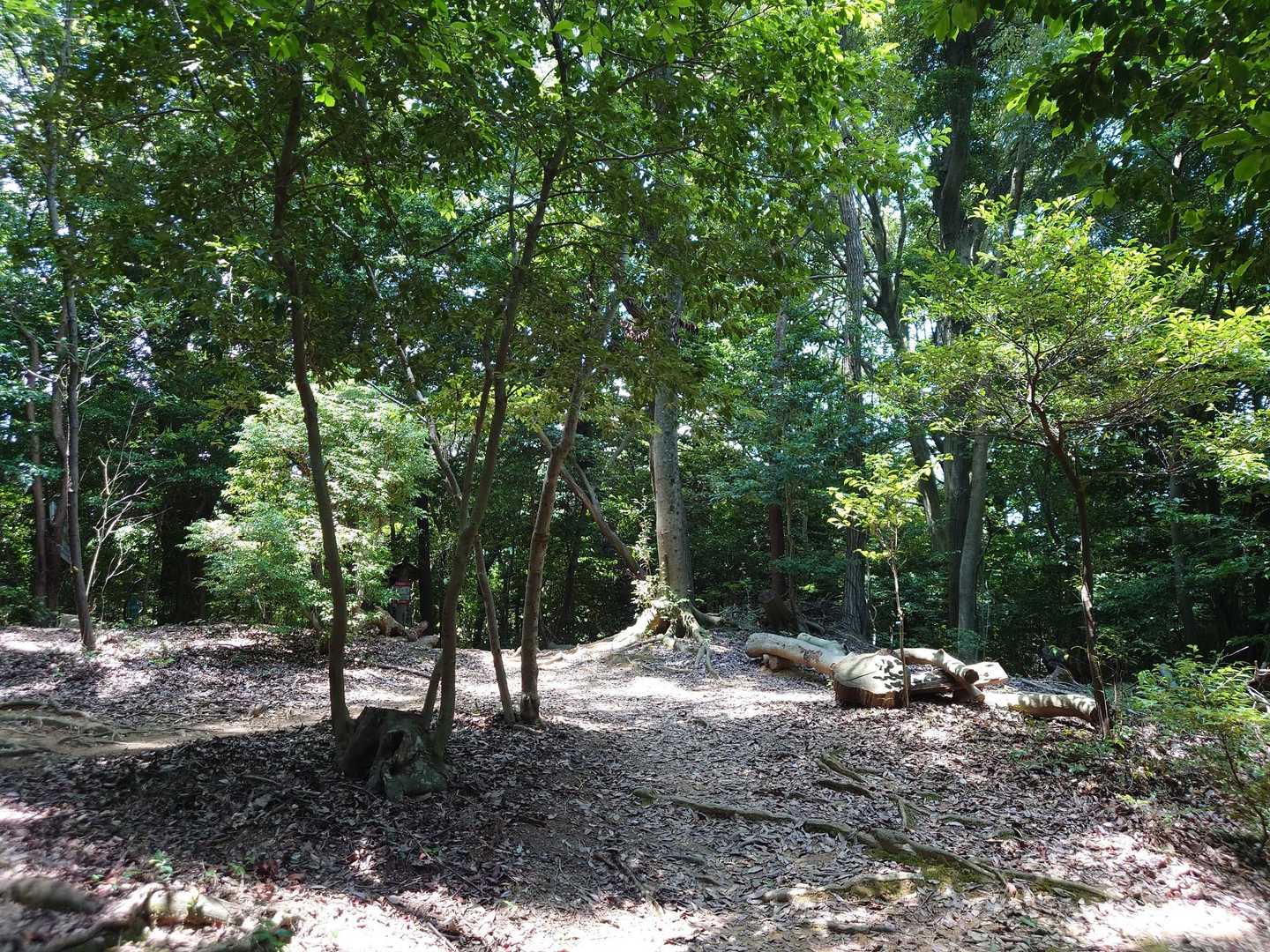 若山神社から最初の小ピークまで20〜30分急登を頑張って登り、私の庭へ❗今日もステキは私のお庭🌳