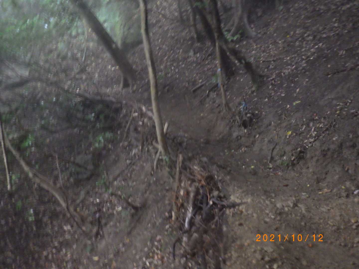 金之神参道は箱庭みたいに整備されたふかふかの腐葉土道だった。畑になるような山道ははじめてかもしれない。