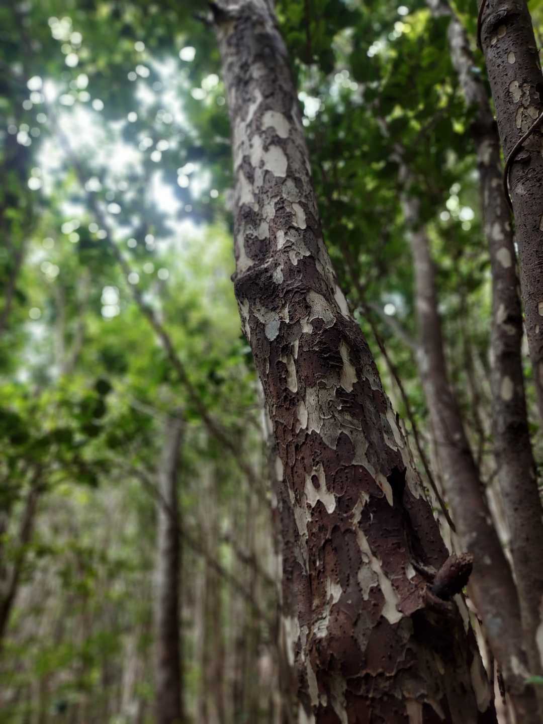 伊勢路（八鬼山越え（尾鷲~三木里））の写真