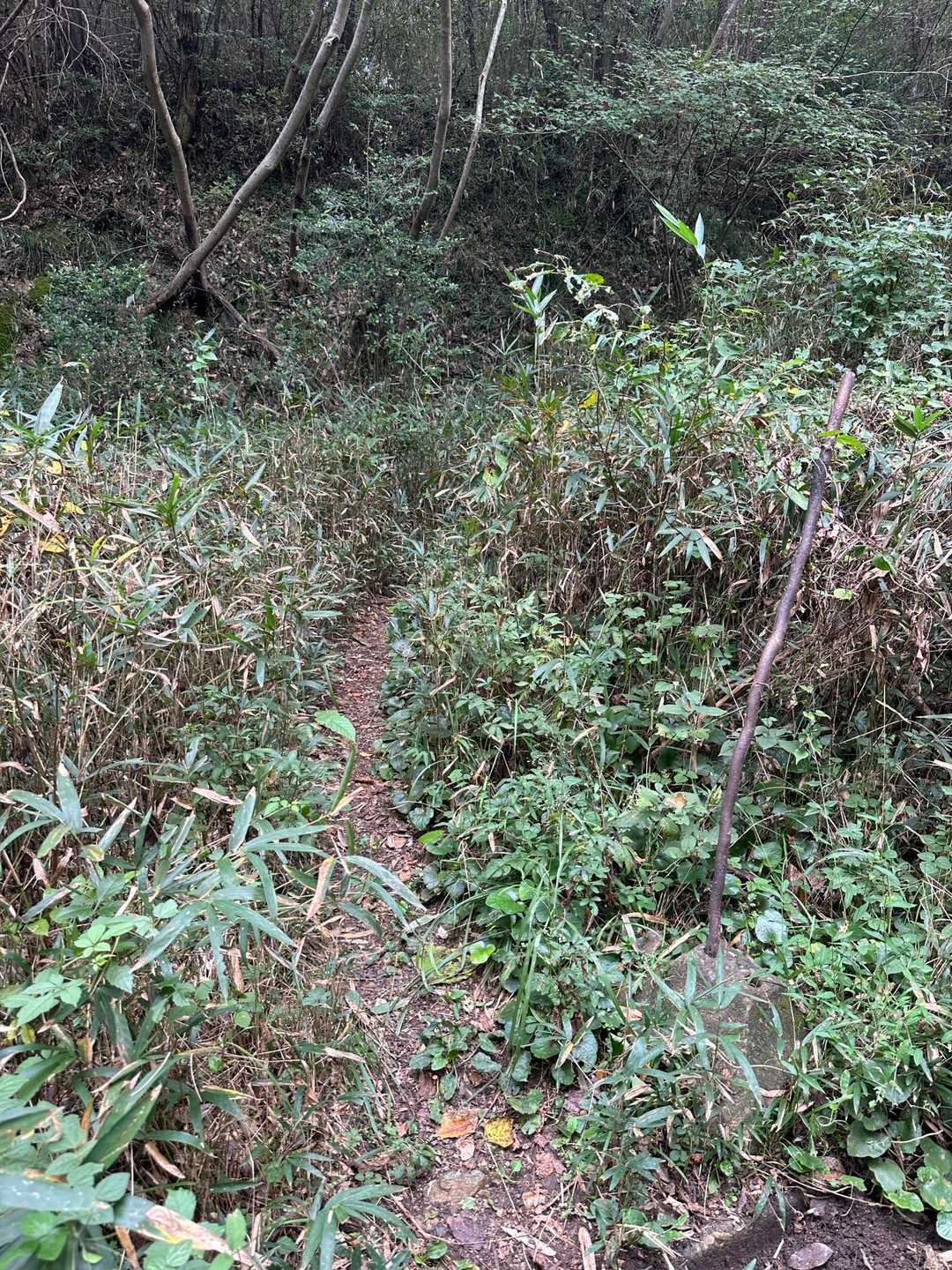 登山口、わかりにくい。
表示もないし、YAMAPなかったら気づかないかも。