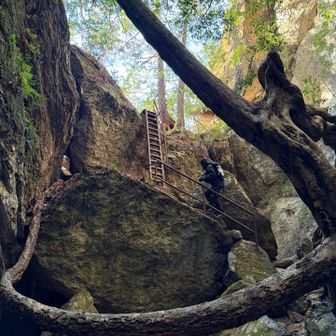 こんな中でも木が生えて、日差しに向かって伸びてる
頑張って生きてるのよね