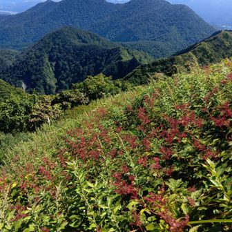 お花畑終わってます　花はなくてもところどころに余韻が残ってます
