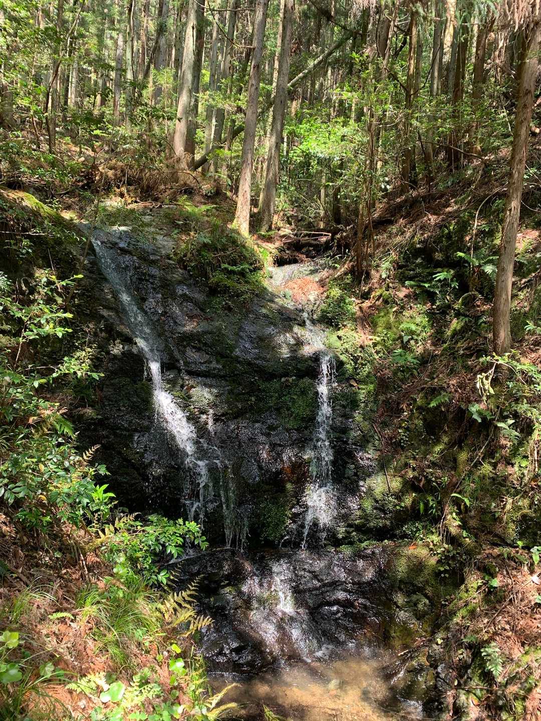 誕生山-ＪＡめぐみの美濃種子センター登山口 縦走コースの写真