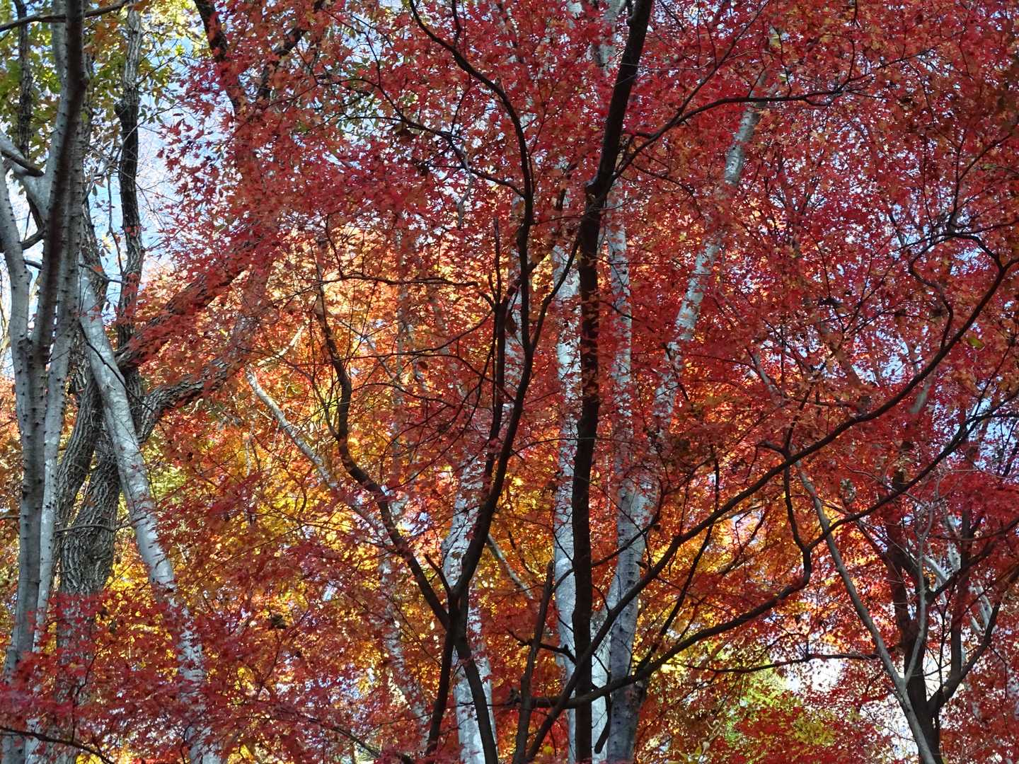 紅葉🍁。